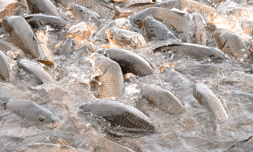 Start a Fish Farm in Nigeria